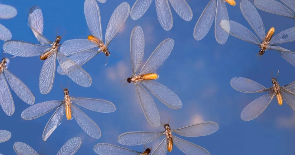 bugs that look like termites