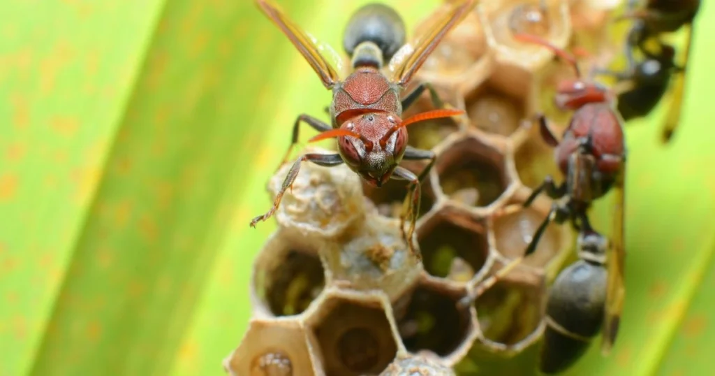 brown wasp