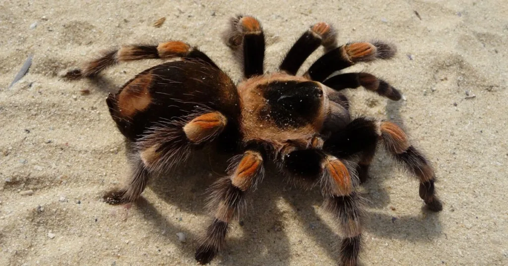 do tarantulas growl