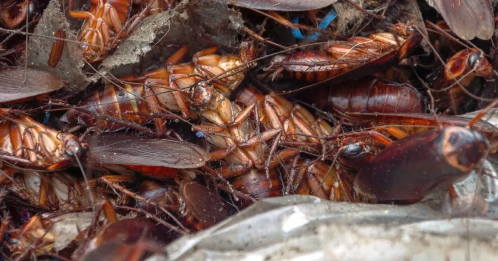 roach nest