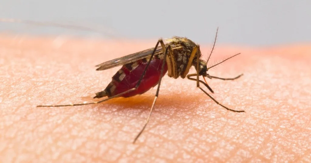 natural way to get rid of mosquitoes