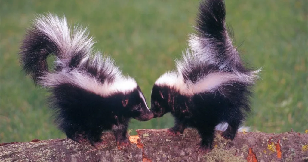 skunks mating season