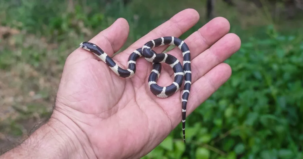 baby snake