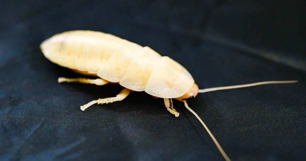 albino roach