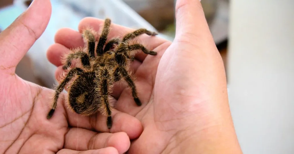 do tarantulas growl