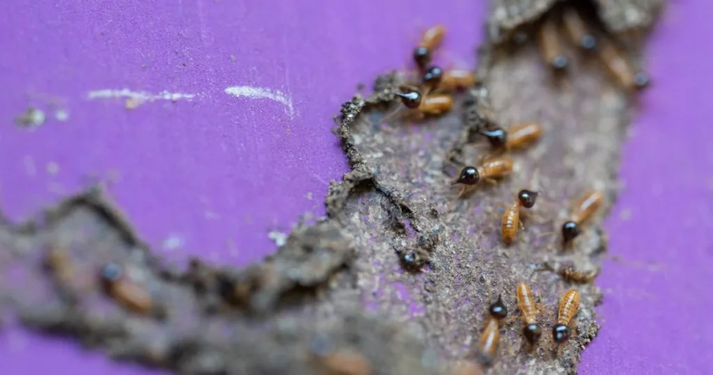 termites with wings