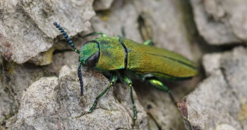 bugs that look like termites