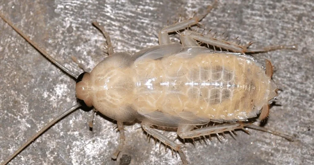 albino roach