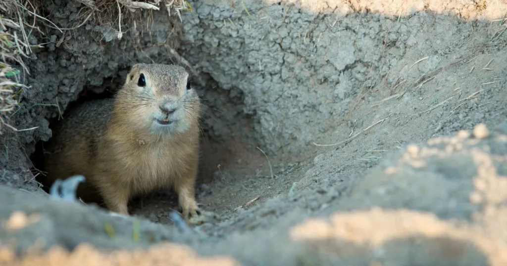 gopher trap