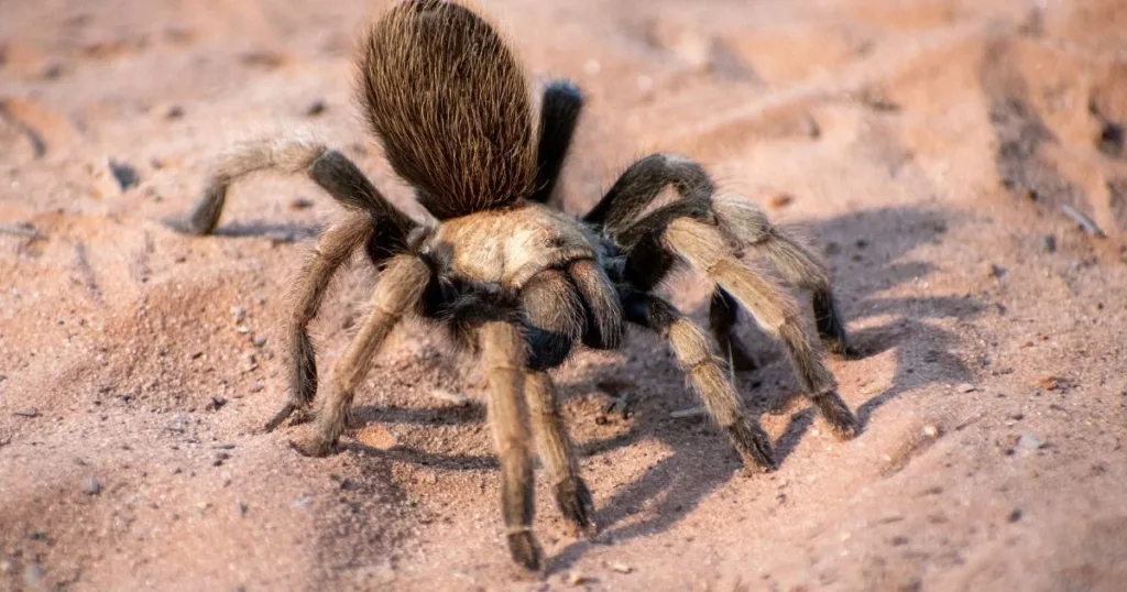 do tarantulas growl