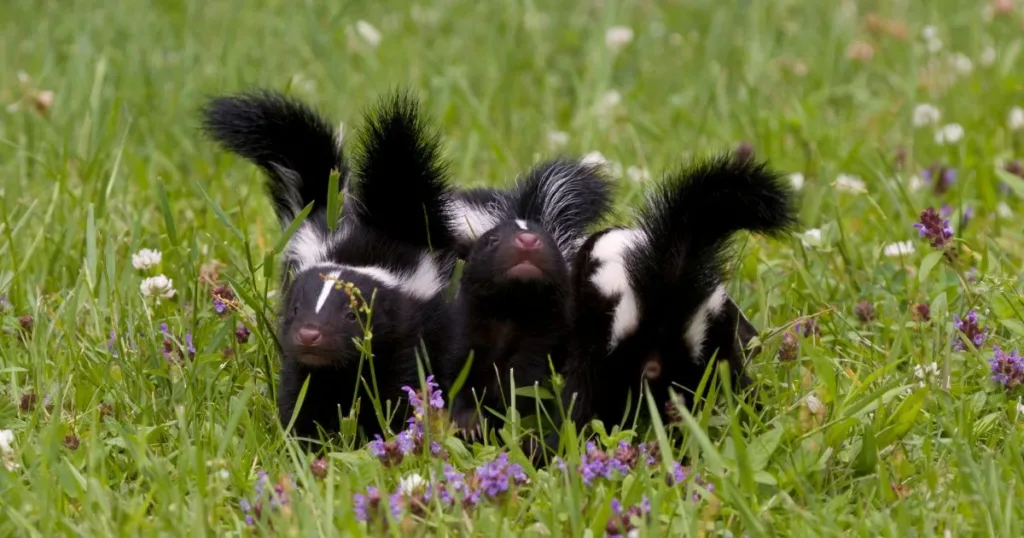 skunks mating season