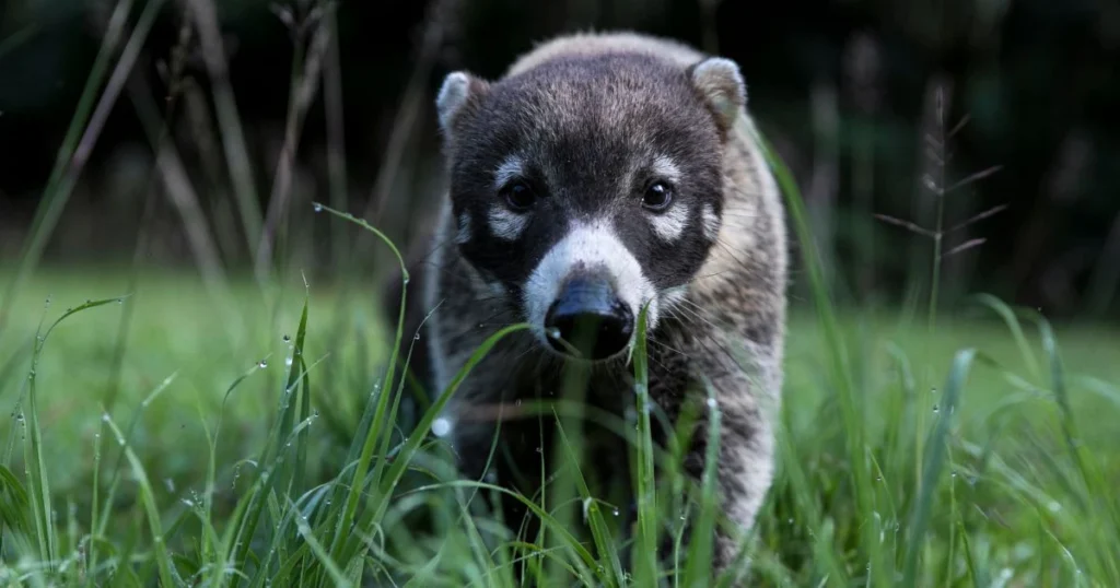 what family is the raccoon in