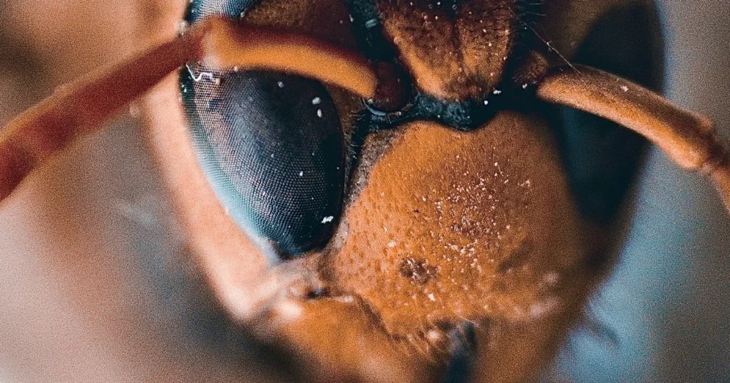 brown wasp