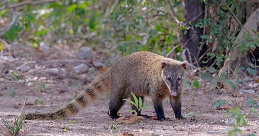 what family is the raccoon in