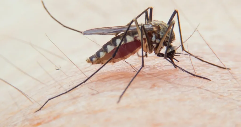 what do mosquitoes look like