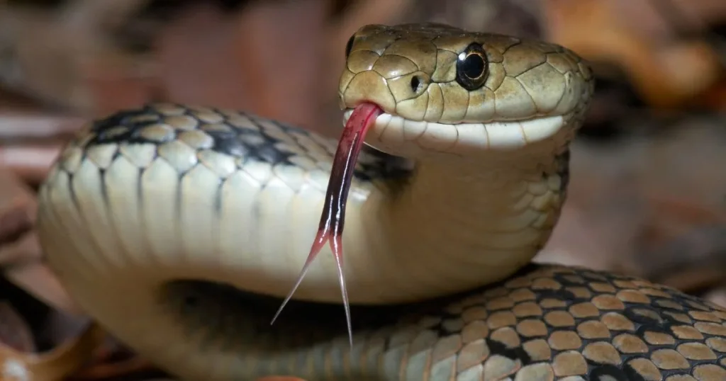 are snakes nocturnal