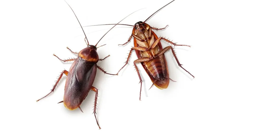 do roaches like cold rooms