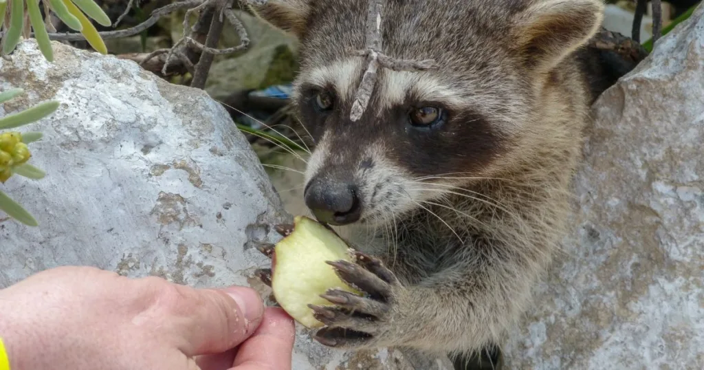 do raccoons have opposable thumbs