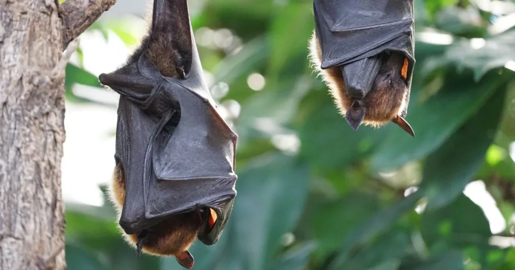 do bats sleep during the day