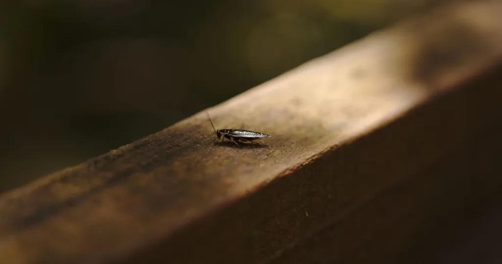 tiny roaches in kitchen