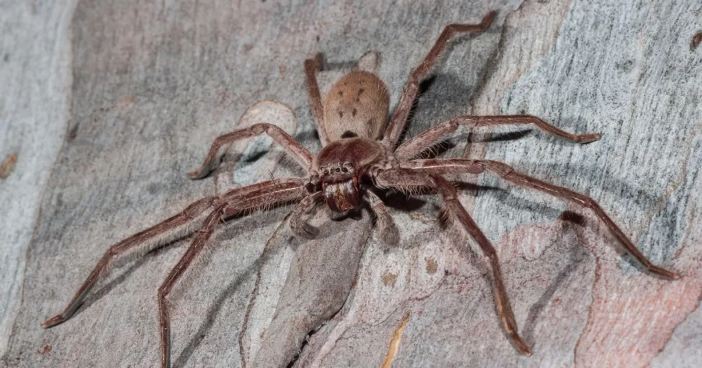 are huntsman spiders poisonous