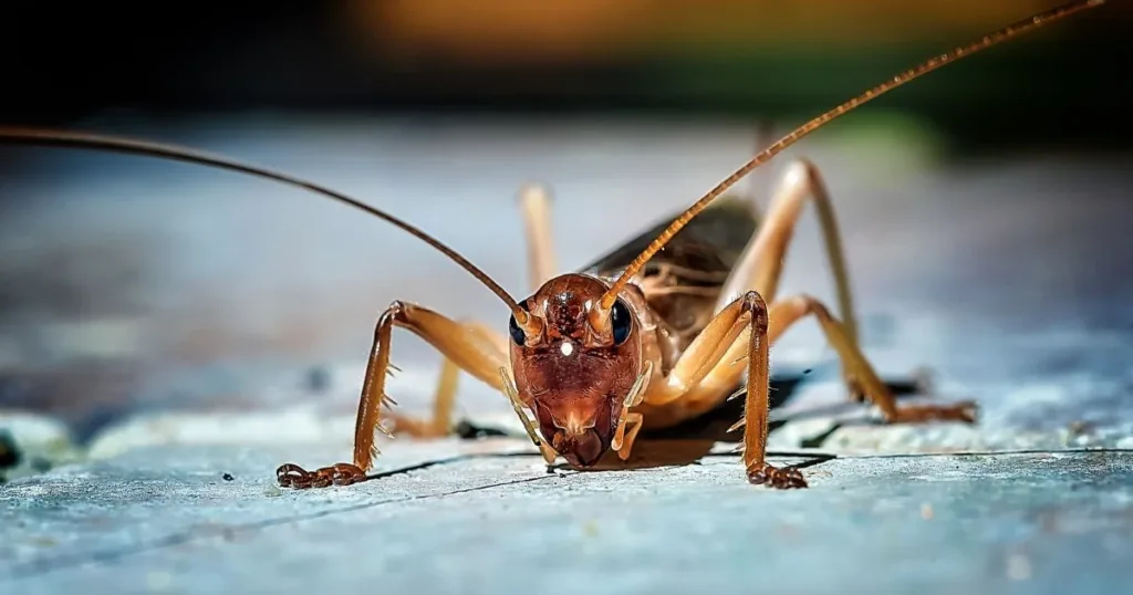 can crickets fly