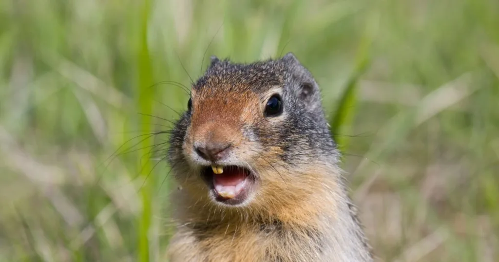 squirrel barking