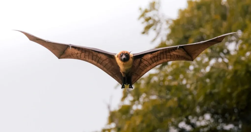what does a bat sound like