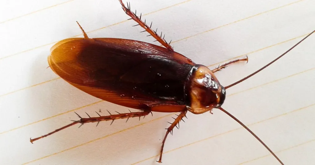 will vinegar kill roaches