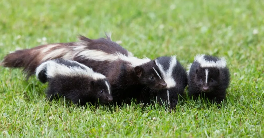skunk breeding season