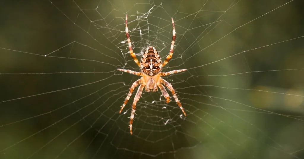 spider season