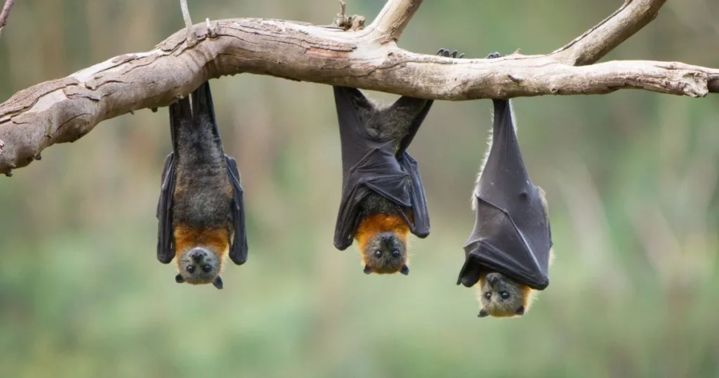 bat sounds