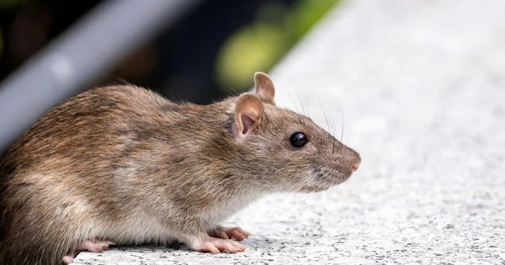 rats in the walls
