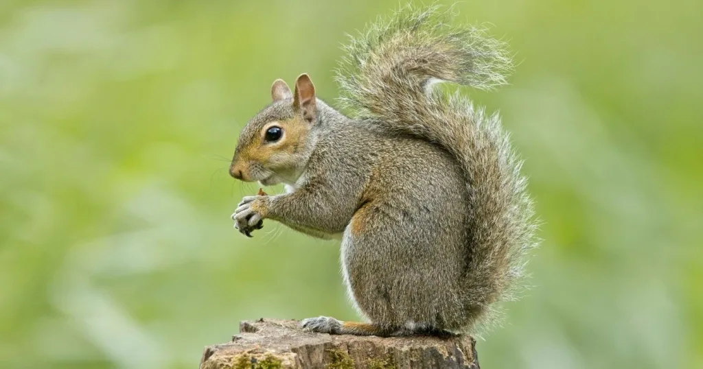 types of squirrels