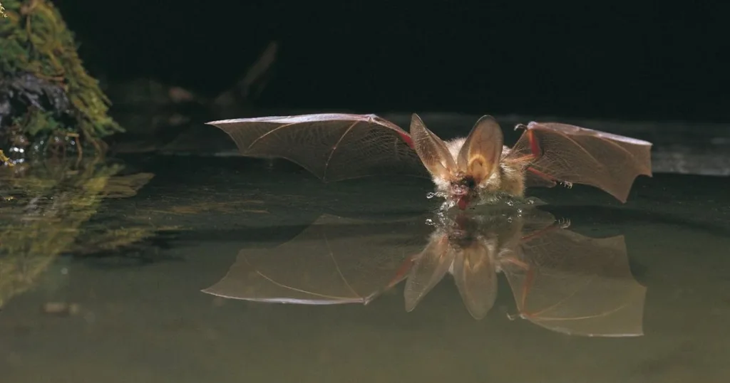 can bats swim