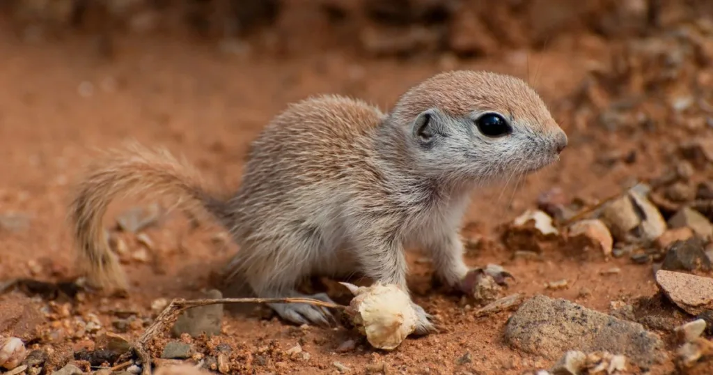 baby squirrel sounds
