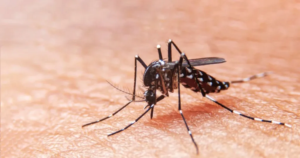 what do mosquitoes look like