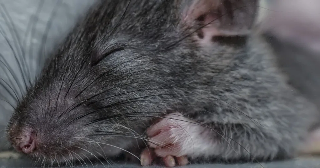 do rats hibernate
