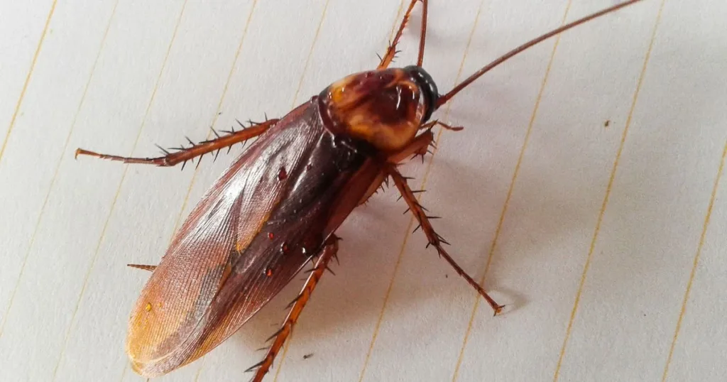 do roaches like the cold