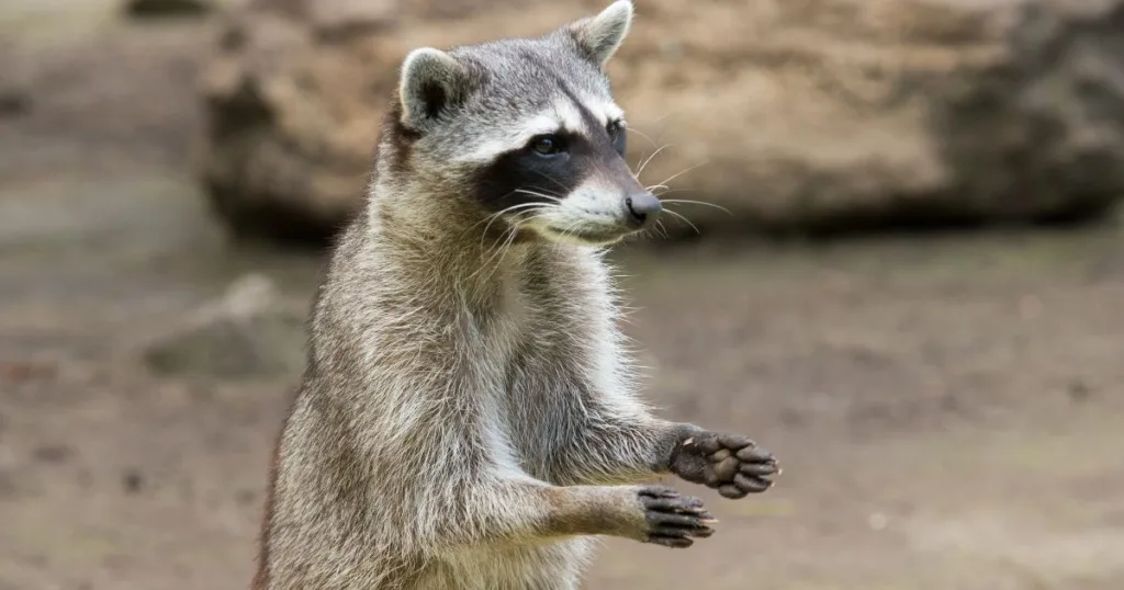 do raccoons have opposable thumbs
