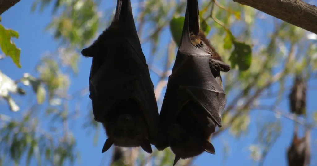 do bats sleep during the day