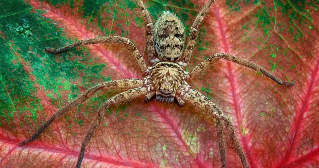 is the huntsman spider dangerous