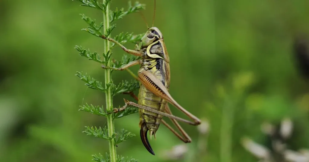can crickets fly