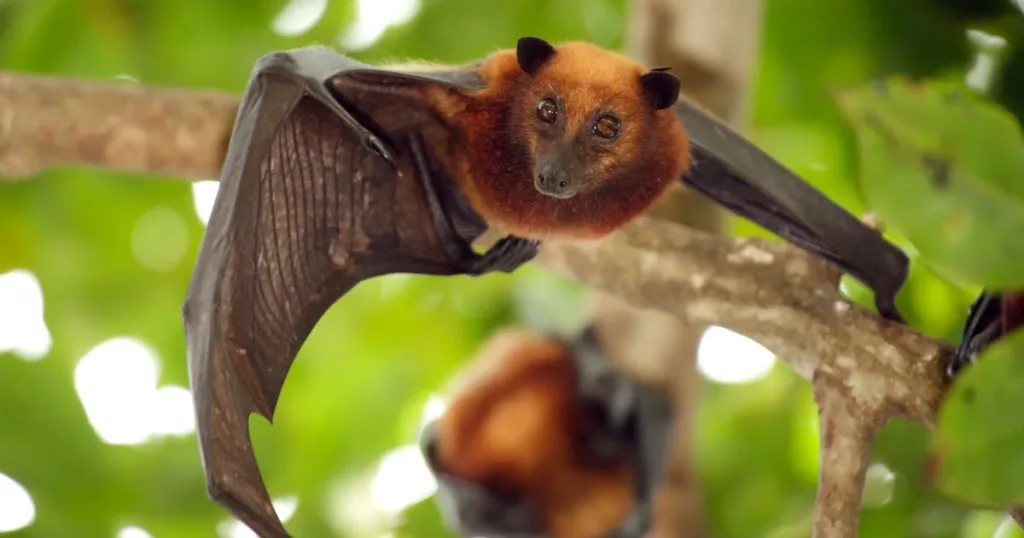 what does a bat sound like