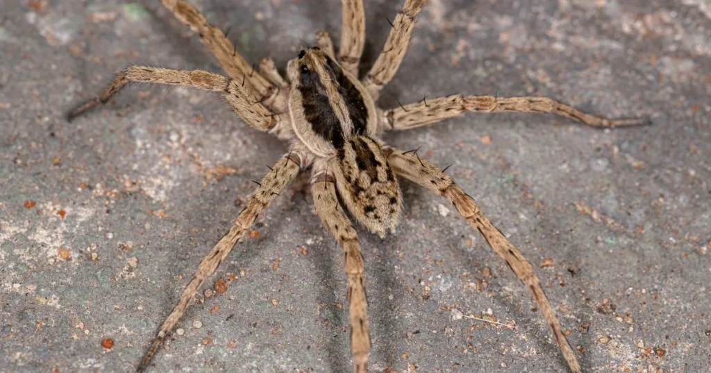 spider season