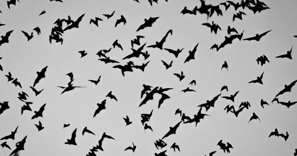 baby bat sounds