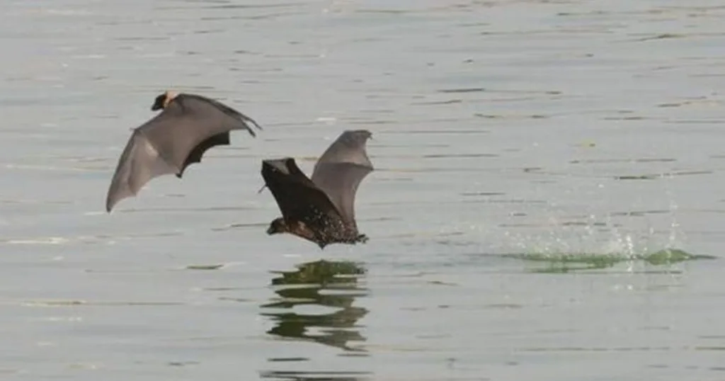 can bats swim