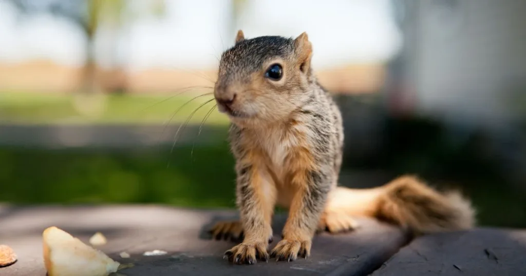 baby squirrel sounds