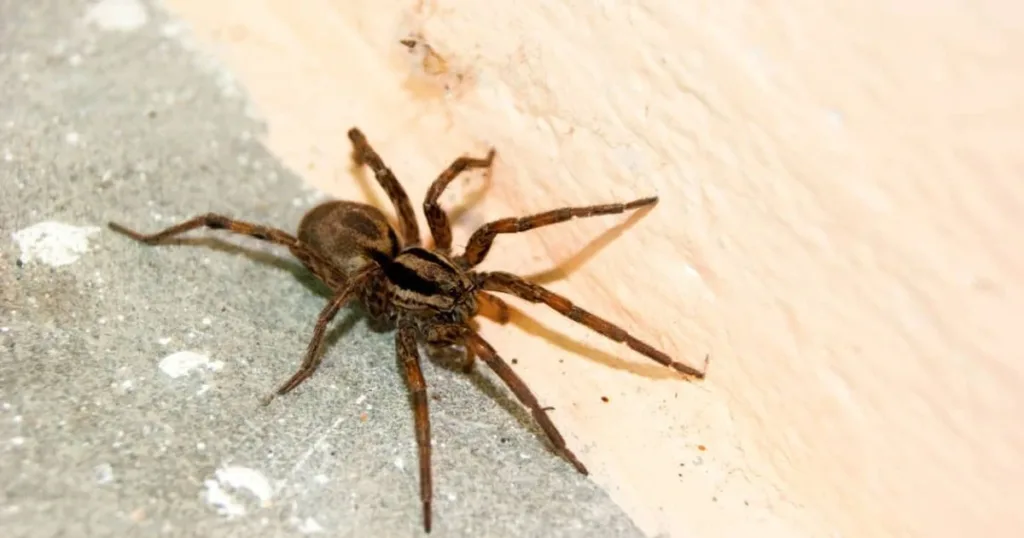 where do spiders go in the winter