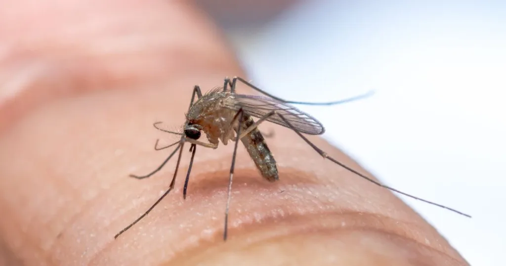 what do mosquitoes look like